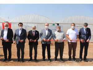 TİKA Suriye'nin kuzeyinde fide üretim merkezi açtı