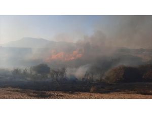 Antalya'da sazlık alanda yangın
