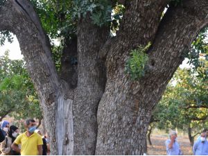 Şanlıurfa'da tarihi fıstık ağaçları verimiyle yüz güldürüyor