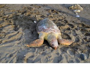 Mersin'de denizde ölü caretta caretta bulundu