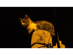 Sivas'ta telefon direğinin tepesinde mahsur kalan kediyi itfaiye kurtardı