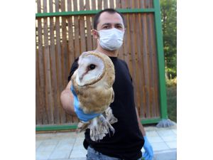 Peçeli baykuş yavruları tedavilerinin ardından doğaya salındı