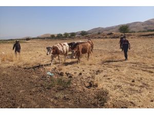 Elazığ'da çalınan inekler Şanlıurfa'da bulundu, 4 kişi gözaltına alındı