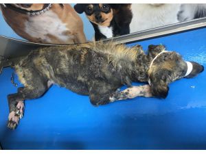Van'da ölmek üzereyken bulunan köpek tedavi edildi
