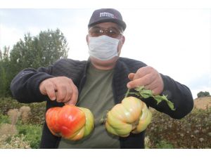 Beyşehirli çiftçi, hobi bahçesinde 1 kilograma ulaşan Osmanlı domatesi yetiştirdi