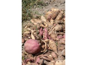 Bolu'da yetiştirilen tatlı patatesin hasadına başlandı