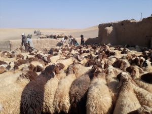 Barış Pınarı Harekatı bölgesinde binlerce hayvan aşılandı