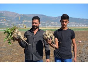 Gaziantep'te 14 bin dönüm alanda şeker pancarı hasadı sürüyor