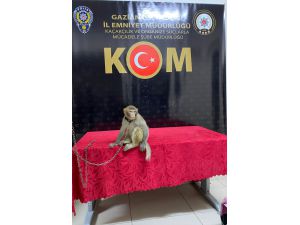 Gaziantep'teki bir araçta bulunan maymun koruma altına alındı