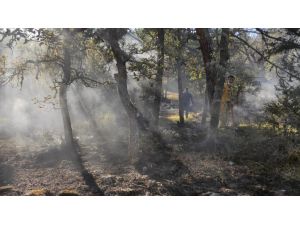 Kastamonu'da orman yangınında 5 hektar alan zarar gördü