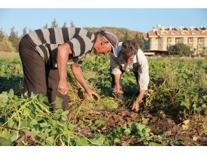 Datça'da mor patates hasadı