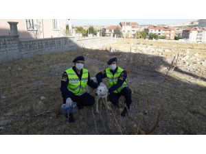 Afyonkarahisar'da kafası pet şişeye sıkışan sokak köpeği, jandarma ekiplerince kurtarıldı