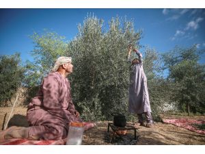 Gazze'de zeytin hasadı başladı