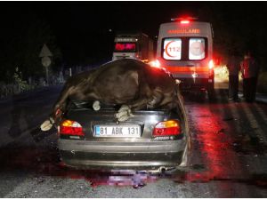 Düzce'de ineklere çarpan otomobildeki iki kişi yaralandı
