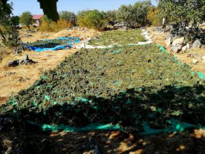 Diyarbakır'da 2 ton 628 kilogram esrar ele geçirildi