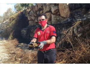 Mersin'de yangından kurtarılan kaplumbağa doğaya salındı