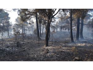 Karaman'da çıkan orman yangınında 10 dönüm alan zarar gördü