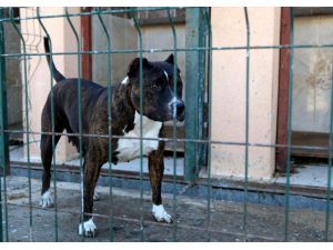 Sivas'ta "tehlikeli ırk" köpek besleyen kişiye 9 bin 563 lira ceza
