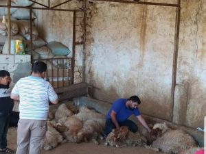 Şanlıurfa'da zehirli ot yiyen 150 koyun telef oldu