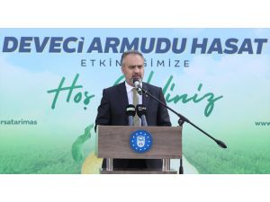Bursa'da deveci armudu hasadı başladı