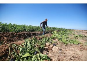 İsrail güçleri Gazze sınırındaki tarım arazilerine buldozerlerle zarar verdi