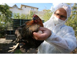 Kocaeli'de yüzde 50 hibeli tavuk desteği çiftçilerin yüzünü güldürdü