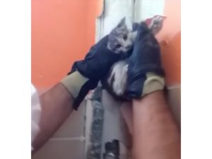Şanlıurfa'da atık borusuna sıkışan kedi yavrusu kurtarıldı