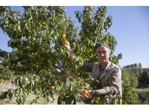 Ahlat'ta şeftali ağacı hasadının ardından ikinci kez meyve verdi