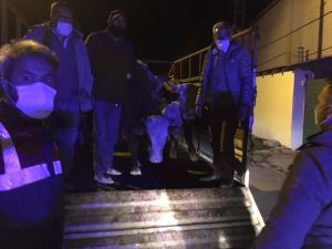 Ardahan'da çalınan büyükbaş hayvanlar jandarma ve polisin sıkı takibiyle bulundu