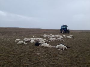 Afyonkarahisar'da yıldırım düşmesi sonucu 34 koyun telef oldu