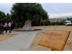 Mersin'de 1300 yıllık anıt ağacın zeytinleri hasat edildi