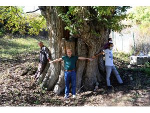 Artvin'de 1500-2 bin yıllık armut ağacı tespit edildi