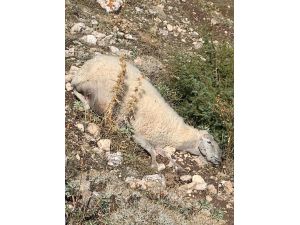 Isparta'da kurtlar 45 koyunu telef etti