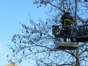 Kırklareli'nde ağaçta asılı kalan güvercin itfaiye ekiplerince kurtarıldı