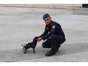 Felçli köpek "Çiko" için jandarma personeli yürüteç yaptı