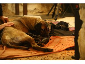 Kırklareli'nde "Cane Corso" cinsi köpek 14 yavru doğurdu