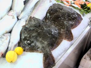 Sinop'ta kalkan balığının kilosu 400 liraya düştü