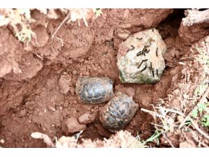 Hatay'da depremde oluşan yarıkta mahsur kalan iki kaplumbağayı mahalleli kurtardı