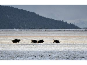 Kars'ta kara yoluna inen domuz sürüsü görüntülendi