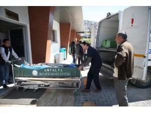 Antalya'da trafik kazasında hayatını kaybeden 3 depremzedenin cenazesi yakınlarına teslim edildi
