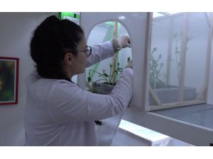 Çorum'da yaprak bitiyle mücadele için uğurböceği üretim laboratuvarı kuruldu