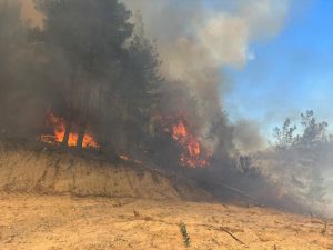 Antalya'da çıkan yangında 3 dekar ormanlık alan zarar gördü