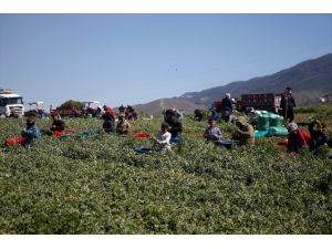 Depremzede tarım işçileri Arsuz'da bezelye hasadıyla geçimini sağlıyor