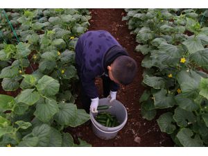 Kahramanmaraş'ta depremzede çiftçiler salatalık hasadına başladı