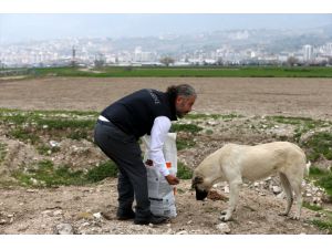 Depremin merkez üssü Kahramanmaraş'ta sahipsiz hayvanlar da unutulmadı