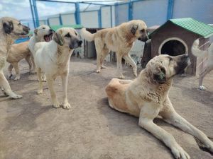 Deprem bölgelerinden getirilen köpeklere Kayseri'de bakılıyor