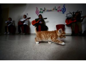 Gençlik Merkezinin sahiplendiği kedi "Karamel" ile 4 yavrusu öğrencilere neşe kaynağı oldu