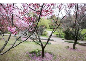 Türk-Japon dostluğunun simgesi "sakura ağaçları" İstanbul'da çiçek açtı