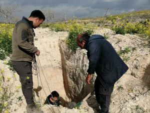 Şanlıurfa'da bitkin halde bulunan "uzun kulaklı çöl kirpisi" tedavi sonrası doğaya bırakıldı