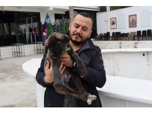 Denizli'de işkence gördüğü belirlenen köpek yavrusuyla ilgili suç duyurusu